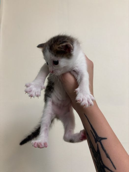 Отдам даром котят