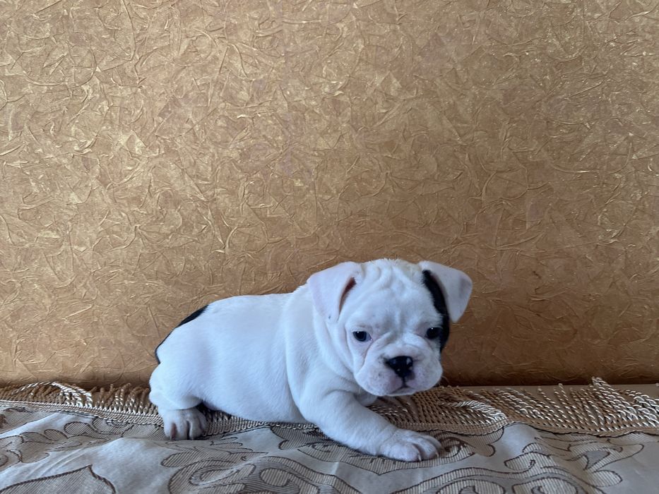 Щенки французского бульдога