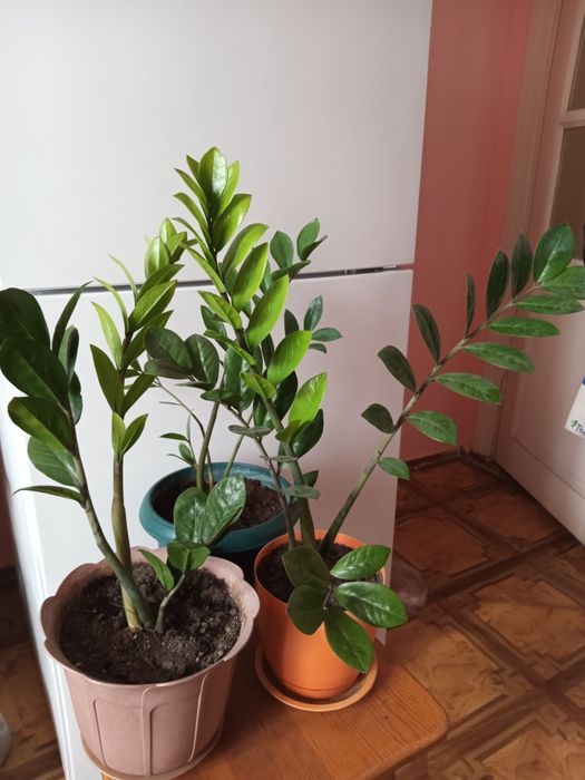 Продам замиакулькас-долларовое дерево