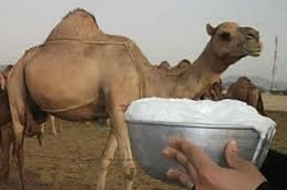 Шубат табиги таза