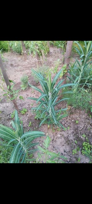 Planta anti cârtiță