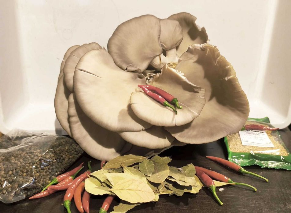 Ciuperci Pleurotus murate (marinate,salata) putin acre ,  720ml