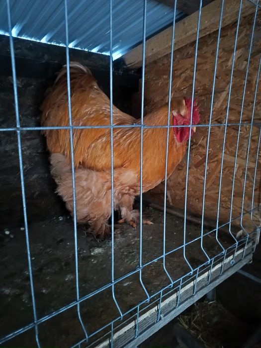 Cocos cochinchina uriaș