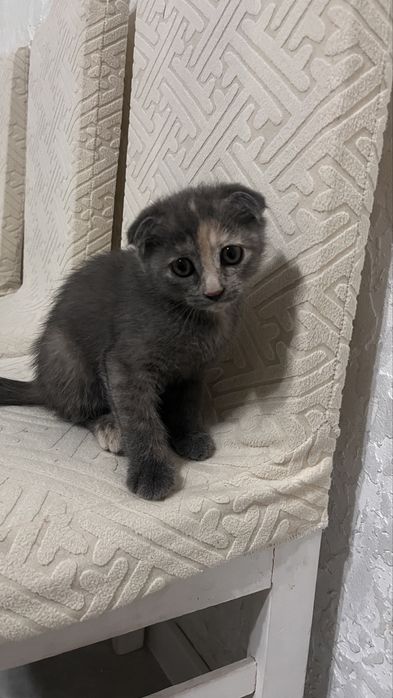 Котенок шотландский вислоух