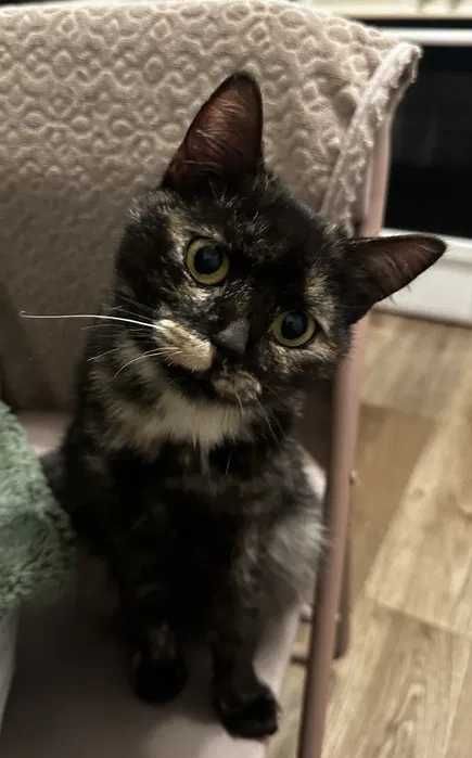 Молодая кошка Дуся