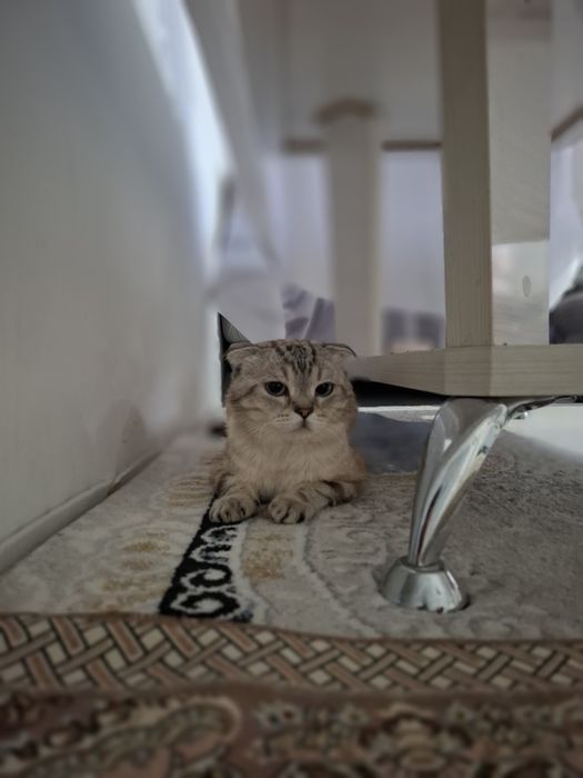 Кошка шотландский