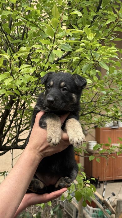 Щенки восточно европейской овчарки