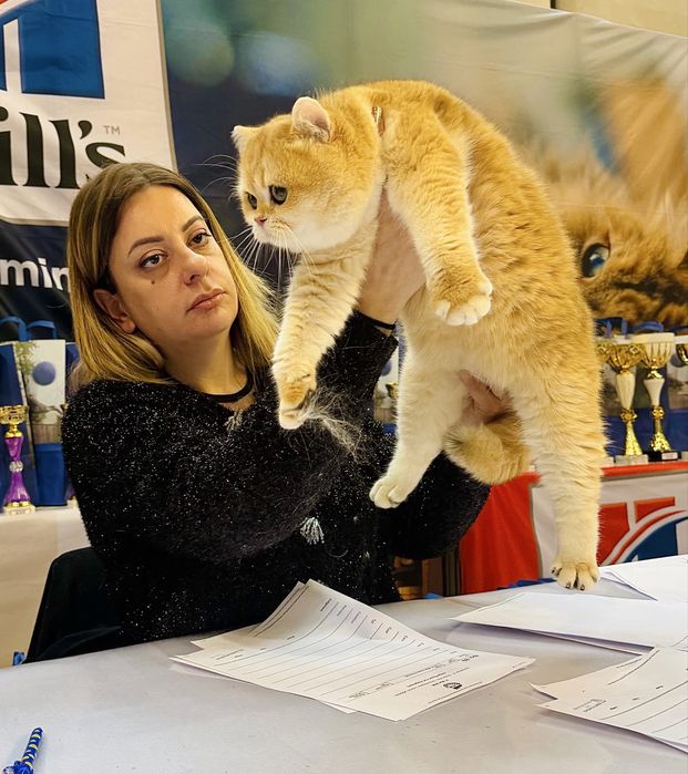 Pisic British Shorthair: culoare rară, pedigree, teste genetice complete