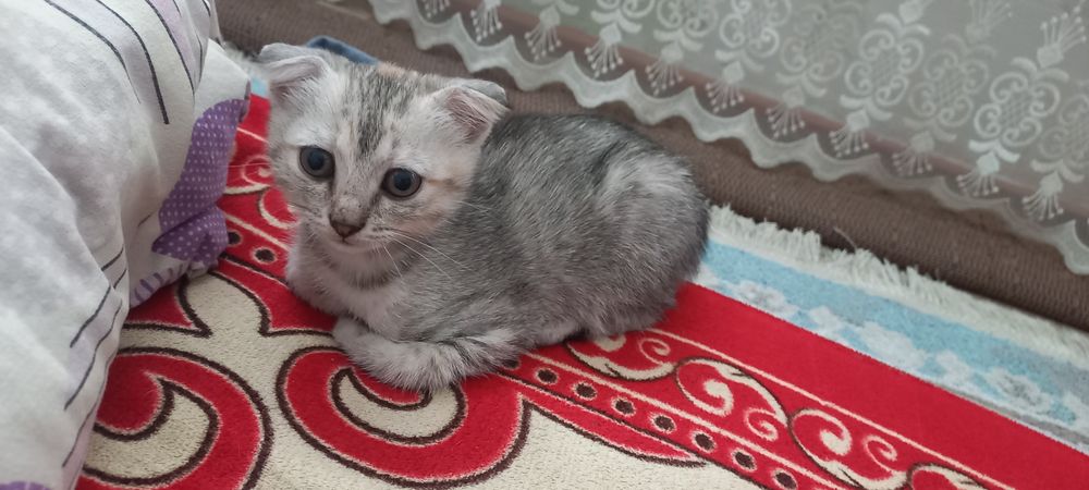 Продам вислоухая кошка