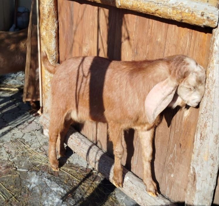 Продам Козлят цена договорная