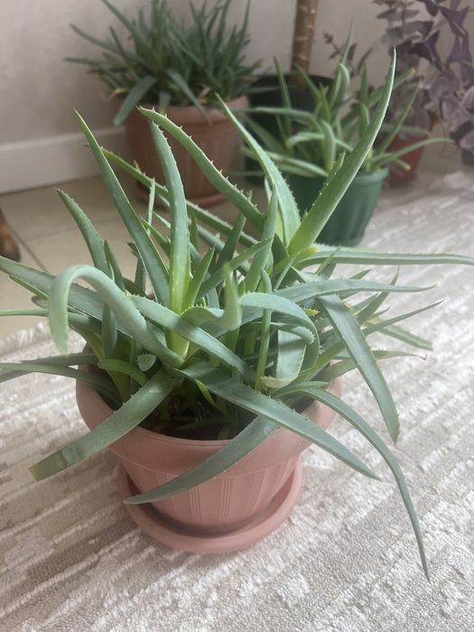 Алоэ разного влзраста продаю