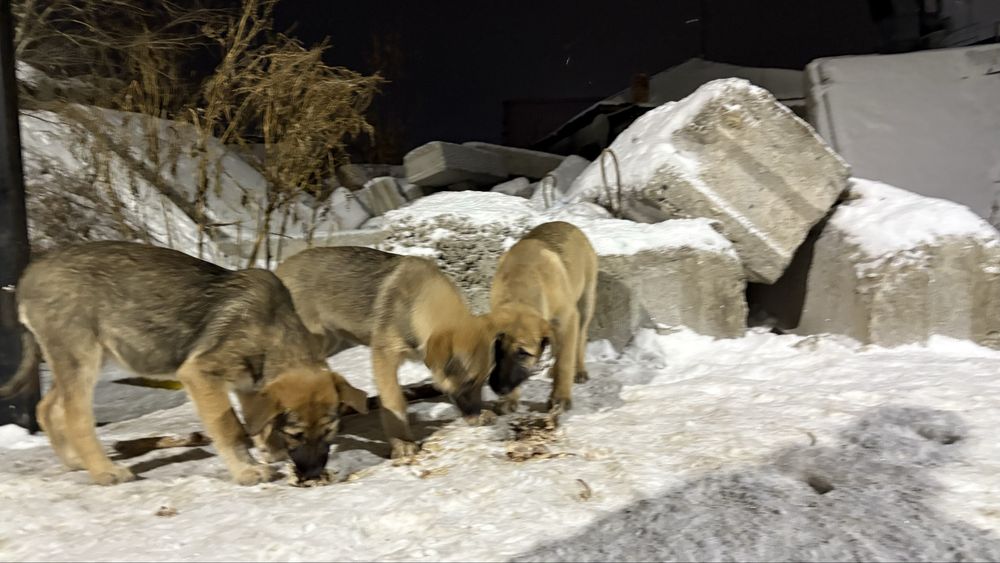 Три девочки родились на улице