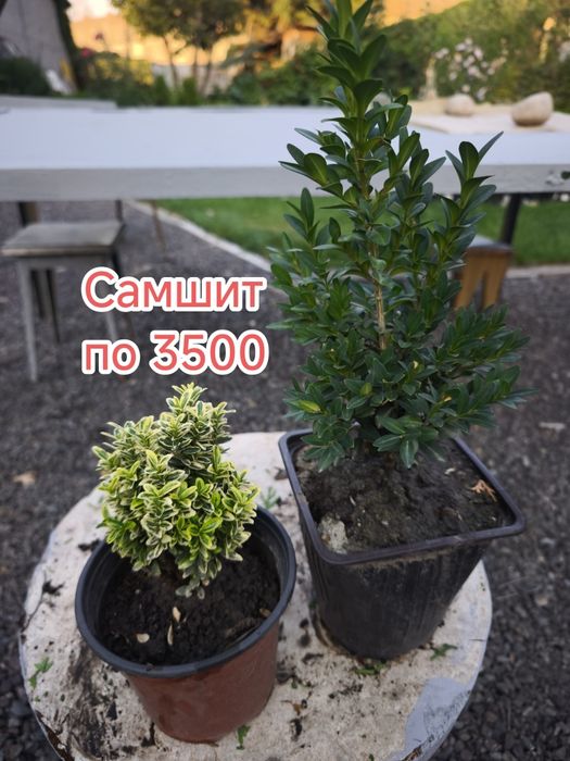 Цветы многолетние растения