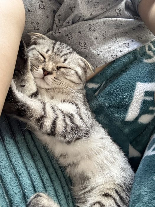 Продаётся шотландский вислоухий котик