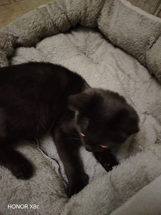 Котик ласковый, игривый