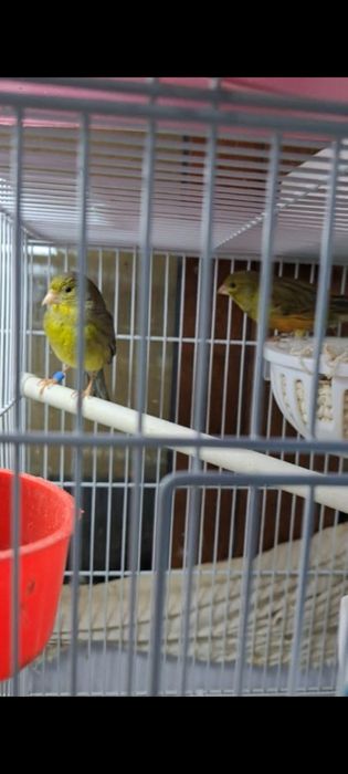 Kanarekalar sodiladi