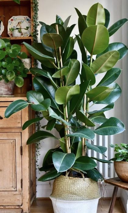 Фикус Робуста. .