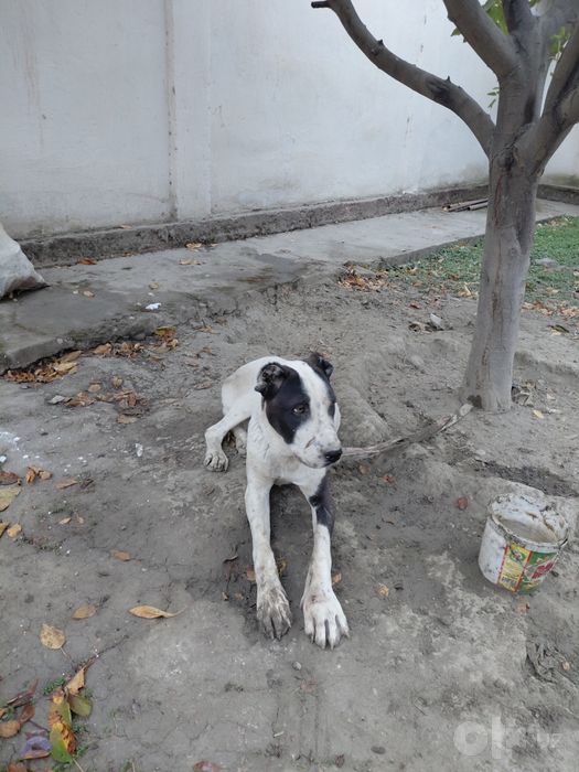 Alabay va chupan