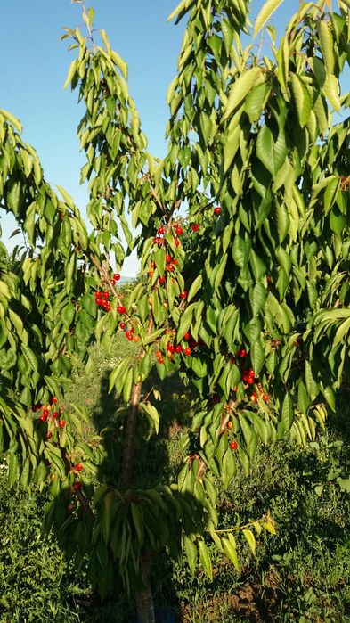 Продава се 11 дка млада черешова градина