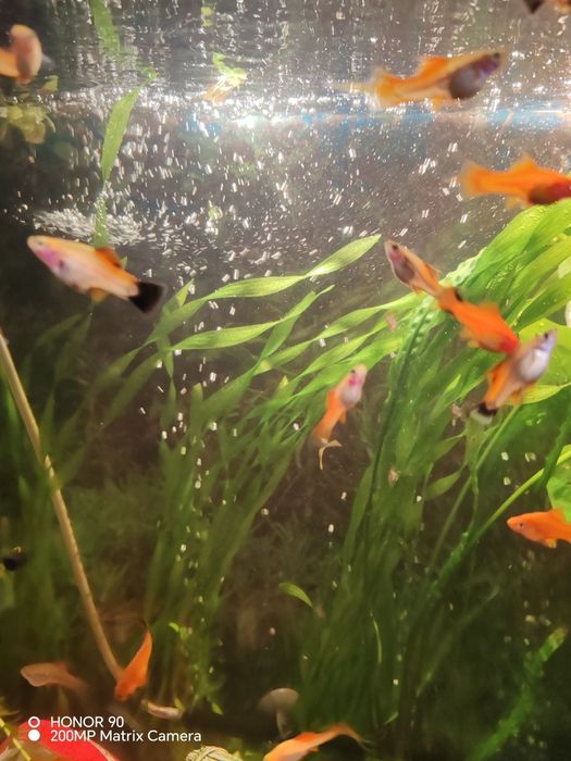 Продам аквариумных рыбок