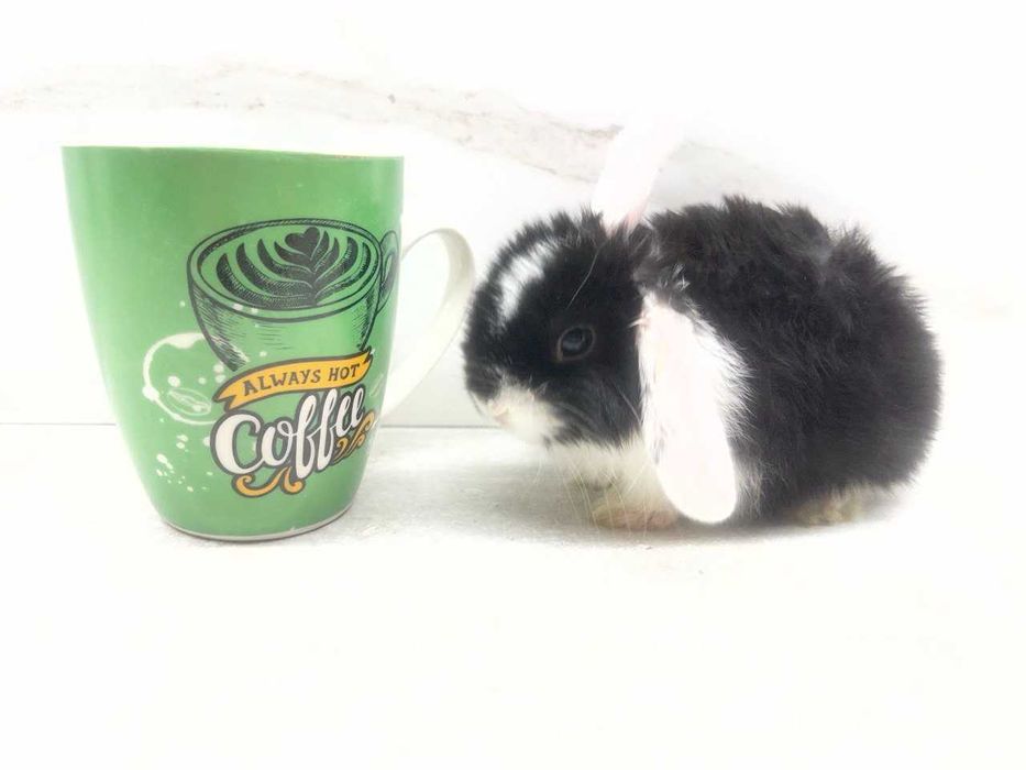 Mini Lop (Декоративный кролик) SPLIT