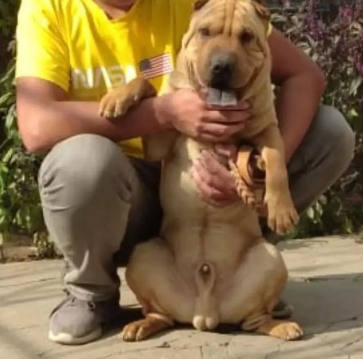 Продаётся взрослые шарпей кобель