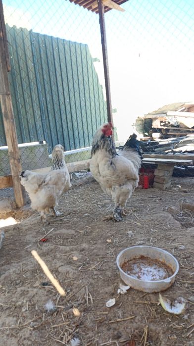 Инкубационное яйцо пароды Брамы