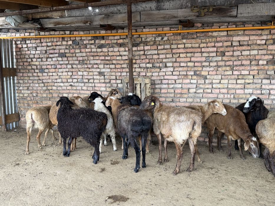 Продажа баранов в городе