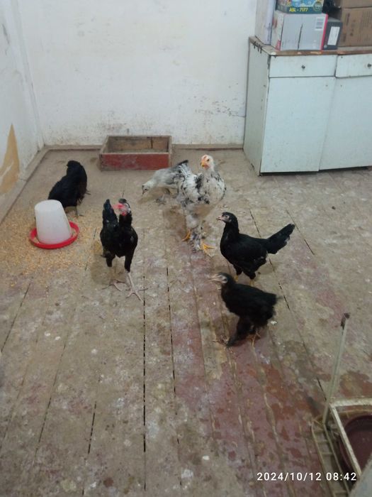 Xo'roz va tovuqlar sotiladi!!