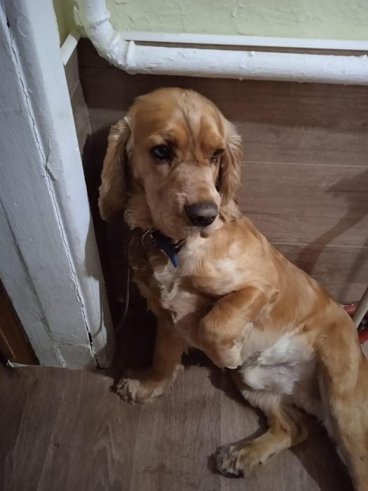 Английский кокер спаниель