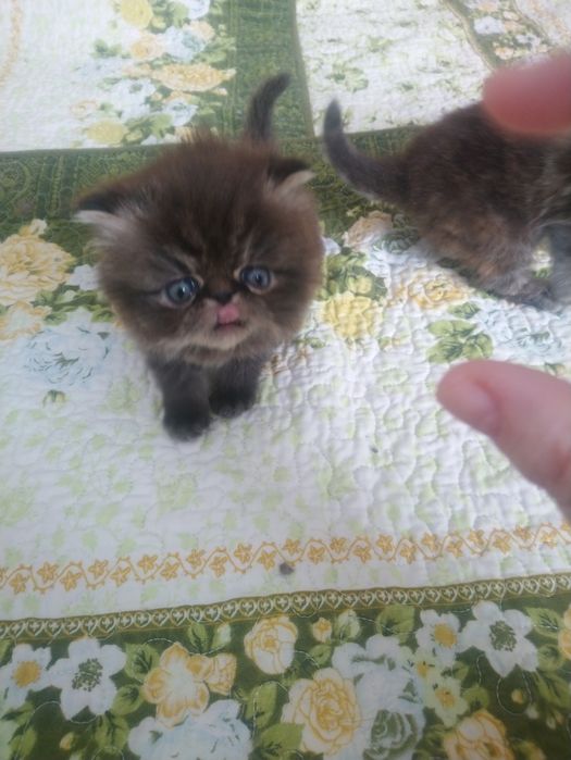 Продам персидского котёнка