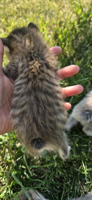 Отдам котят в добрые руки