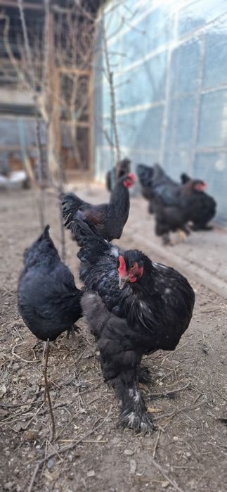 Брамма молодые крупные