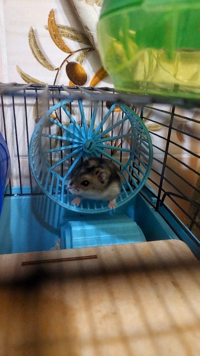 Джунгарские хомячки