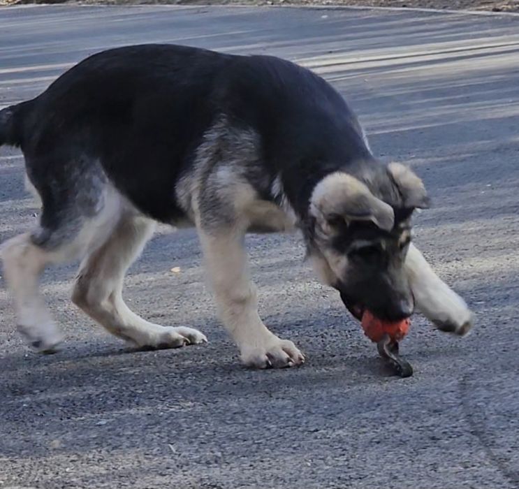Щенок ВЕО,девочка