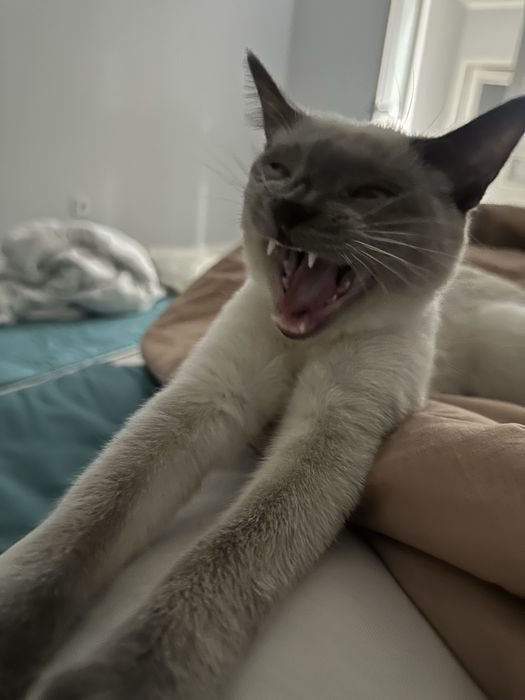 Сиамская кошка девочка