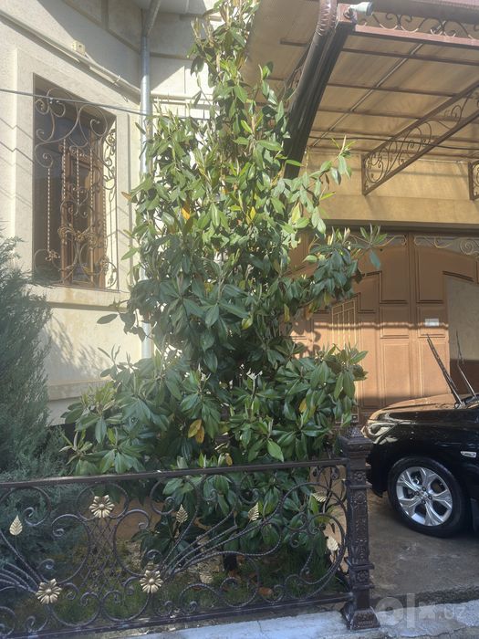 Magnoliya Магнолия