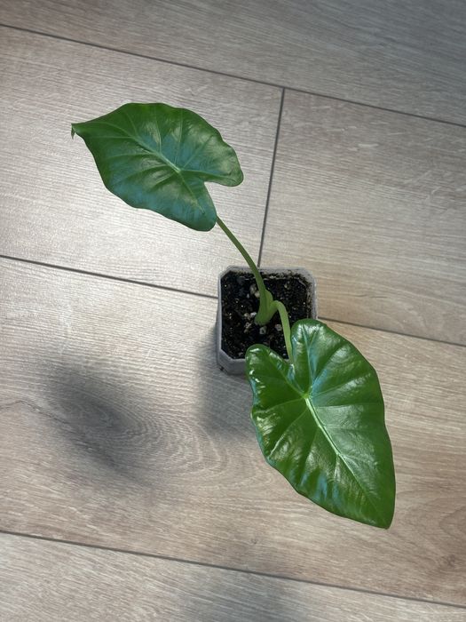 комнатные растения разные