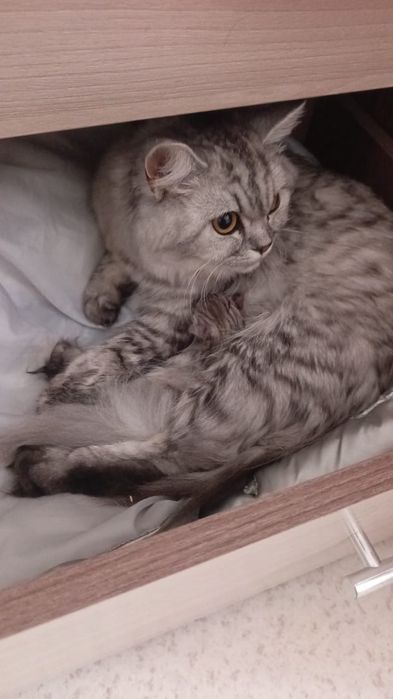 Шотландский  мальчик