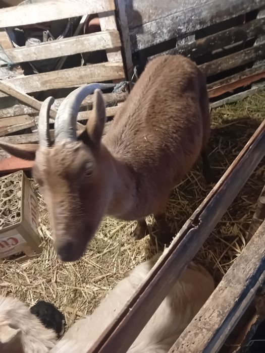 Capra murciano granadina gestanta