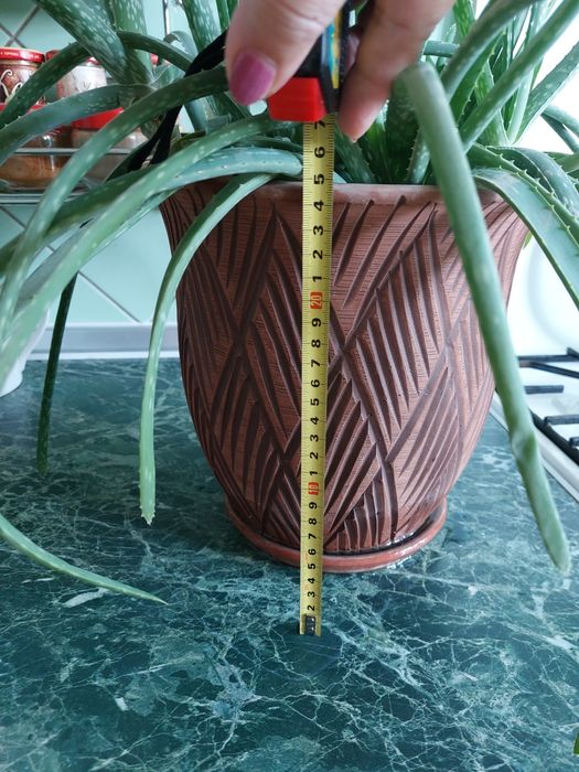 Алое вера в горшке