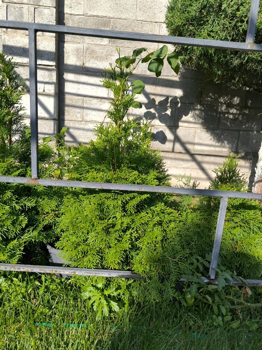 Продажа туи смарагд