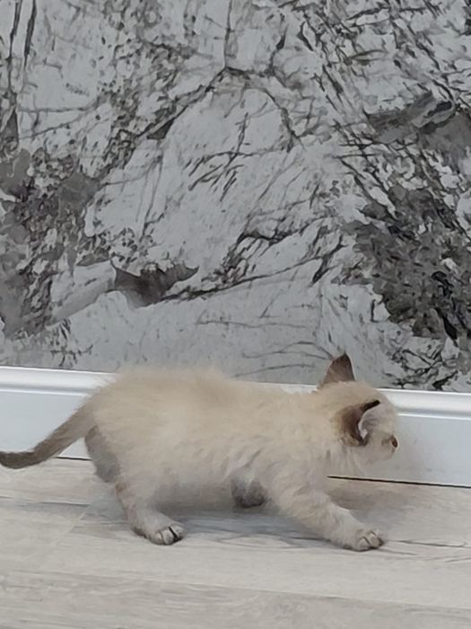 Котенок Мальчик 1,5 месяца