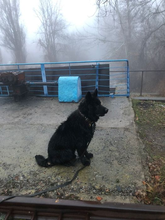 Кобель. Вязка. Черная немецкая овчарка