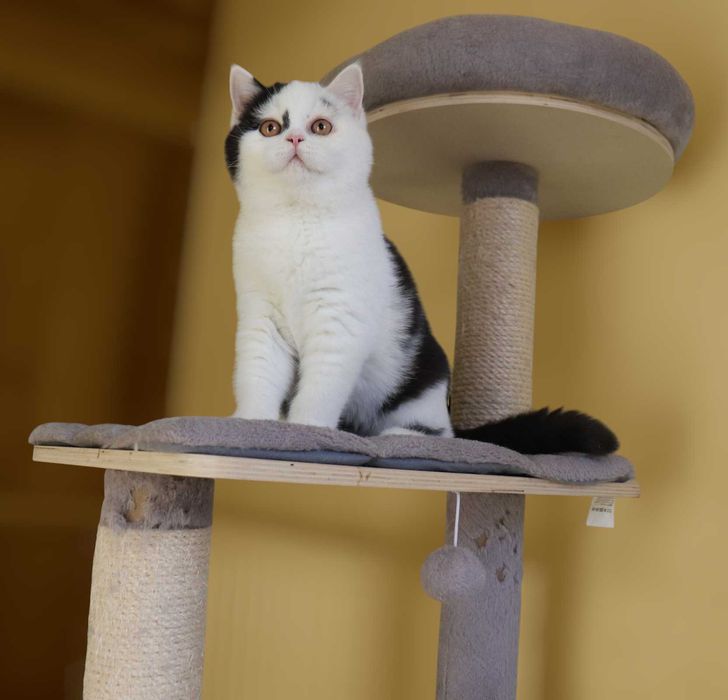 Pisica British shorthair