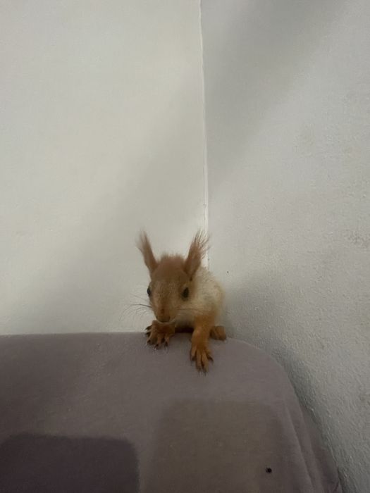 Бельчата ручные домашние