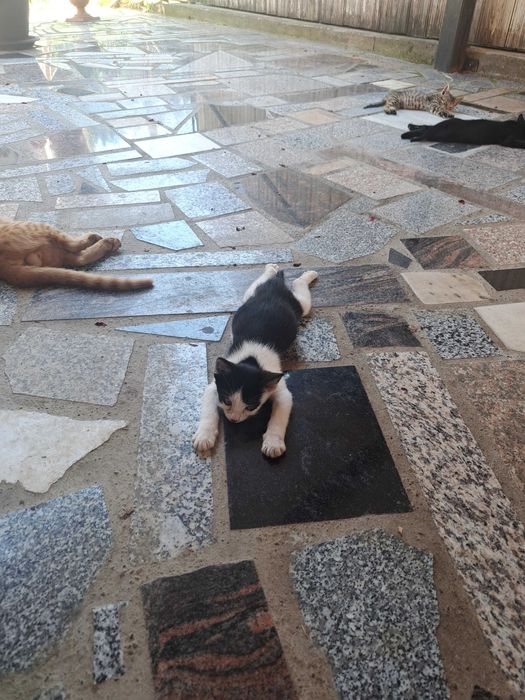 Pisici de adoptie