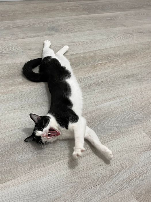 Кошка в добрые руки