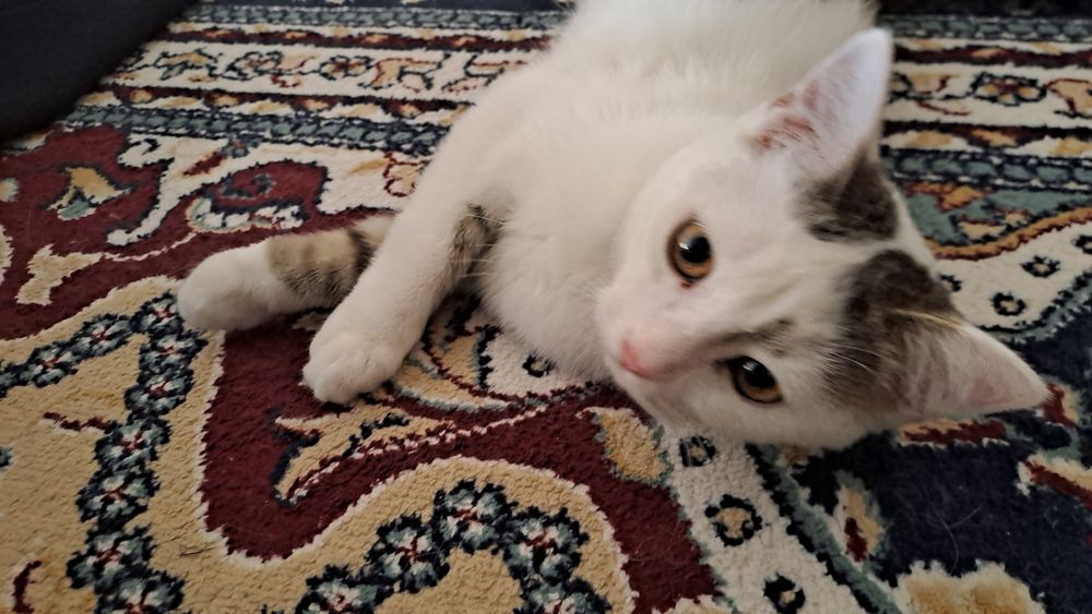 Отдам котёнка в добрые руки