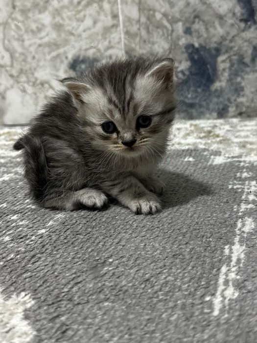 Котята британские